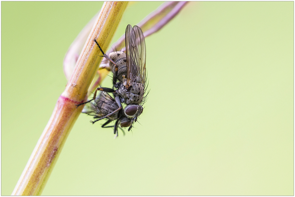 Kannibalismus unter Fliegen