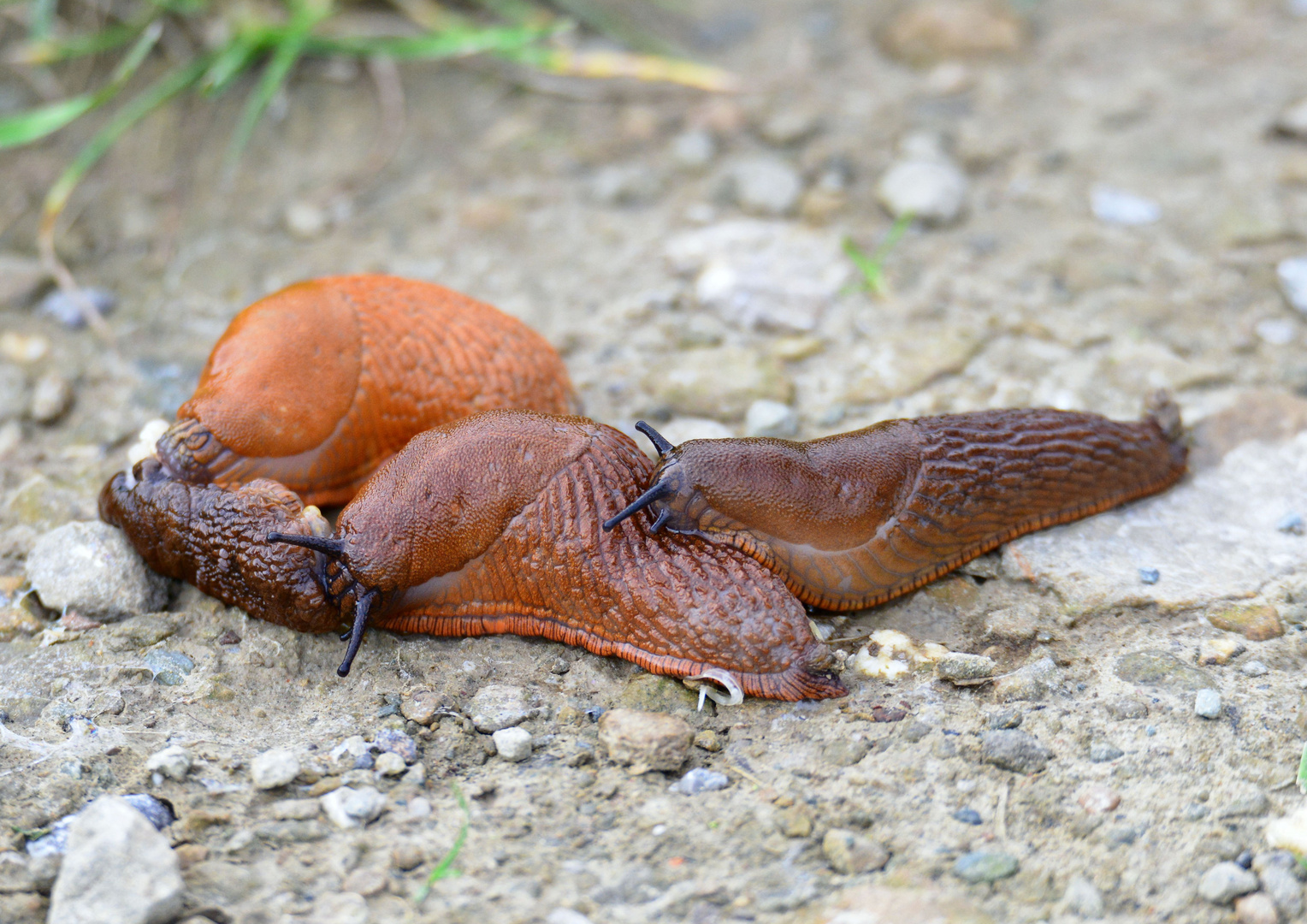 Kannibalismus unter Schnecken?