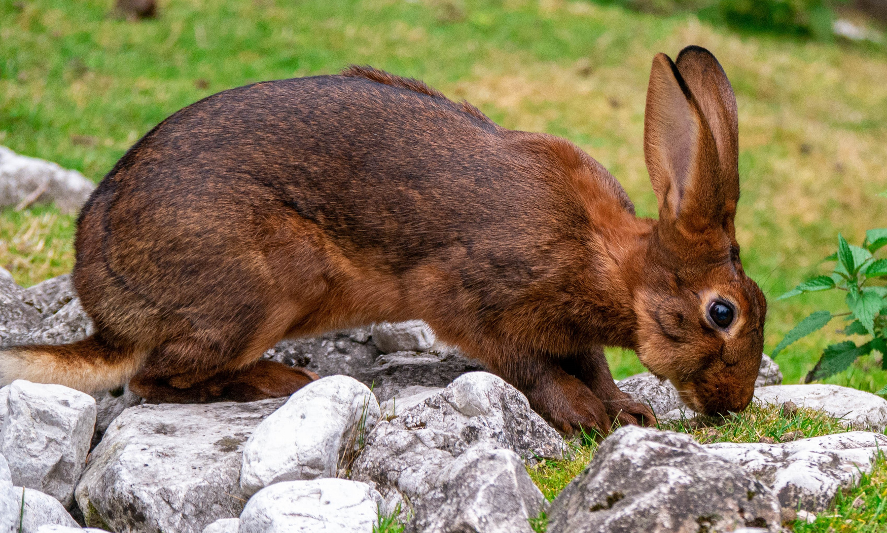 Kanninchen (2)