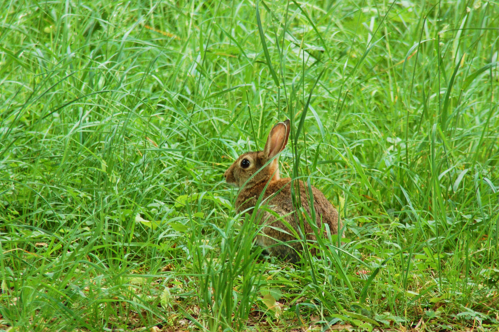 Kanninchen