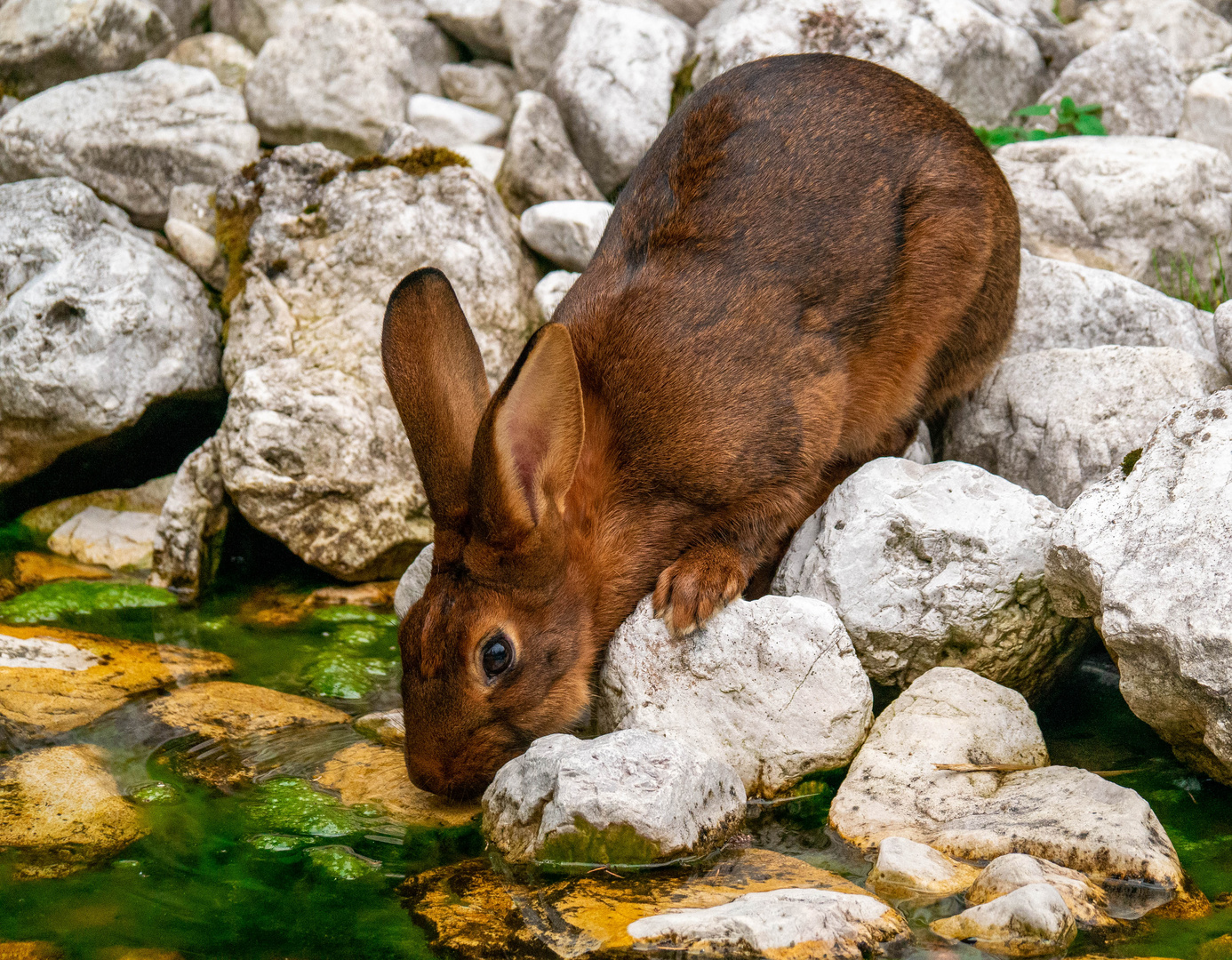 Kanninchen