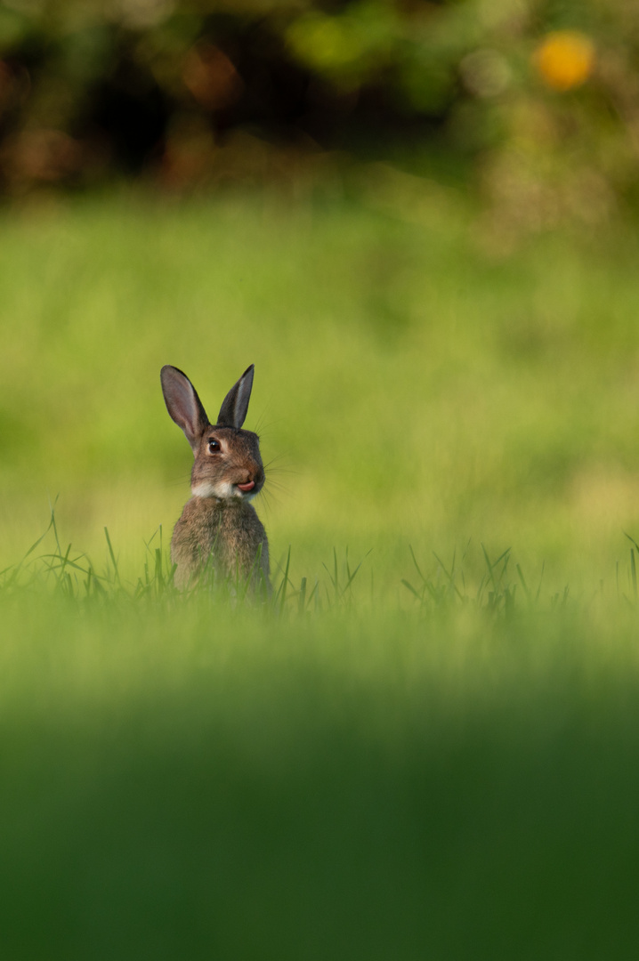 Kanninchen auf der saftgrünen Wiese mit rausgestreckter Zunge