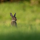 Kanninchen auf der saftgrünen Wiese mit rausgestreckter Zunge