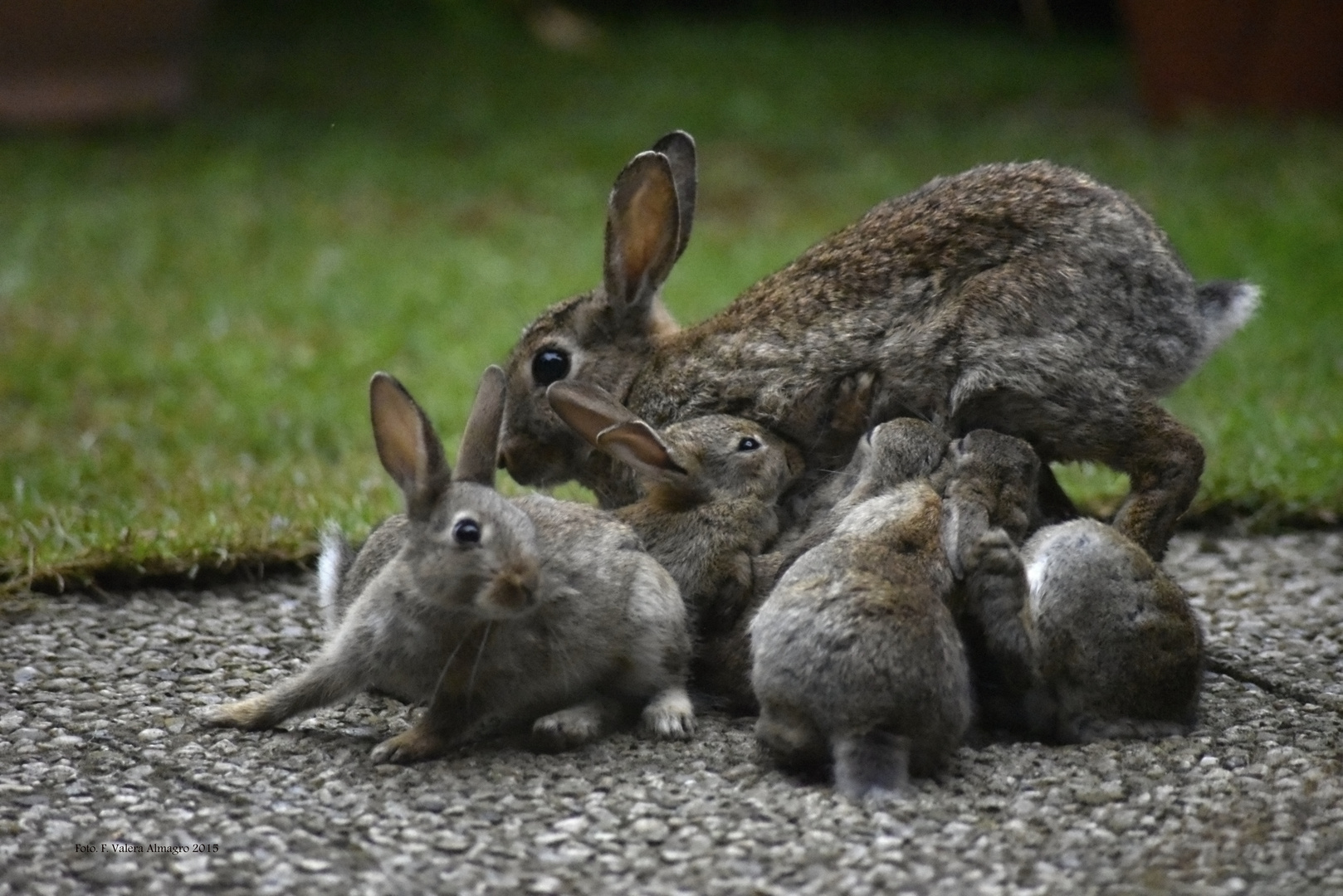 Kanninchenfamilie