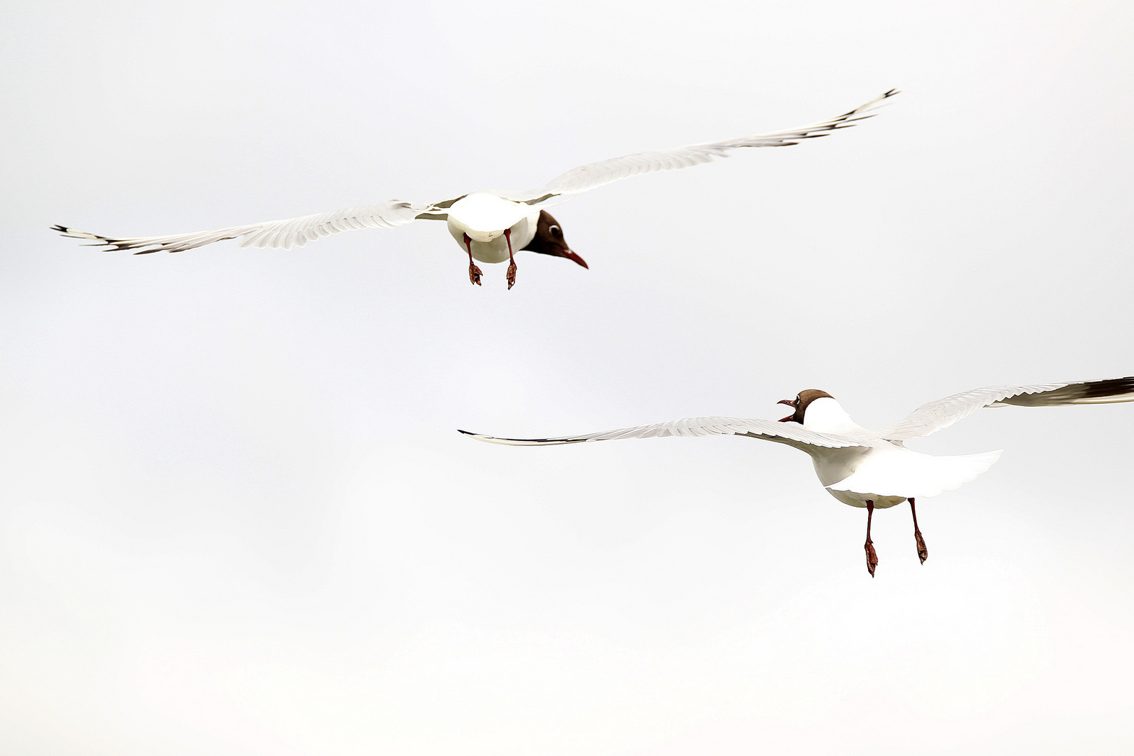 Kannst Du beim Fliegen nicht einmal die Klappe halten