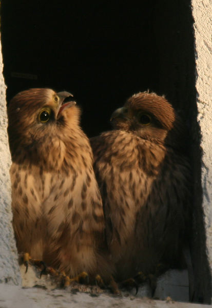 Kannst du dir vorstellen, daß wir einmal fliegen können?