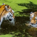 Kannst du jetzt schwimmen-