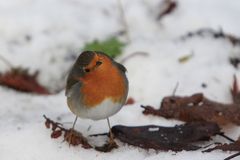 Kannst du mir sagen, wann der Frühling kommt?