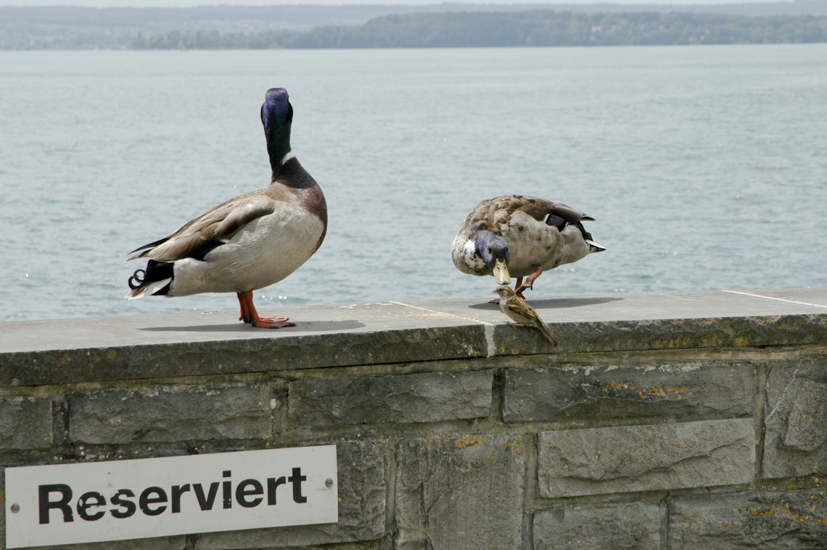 Kannst du nicht lesen