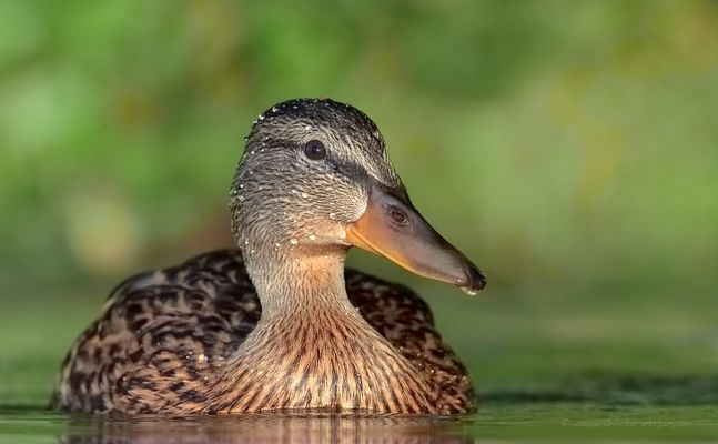 Kannstdumichmaldurchlassen