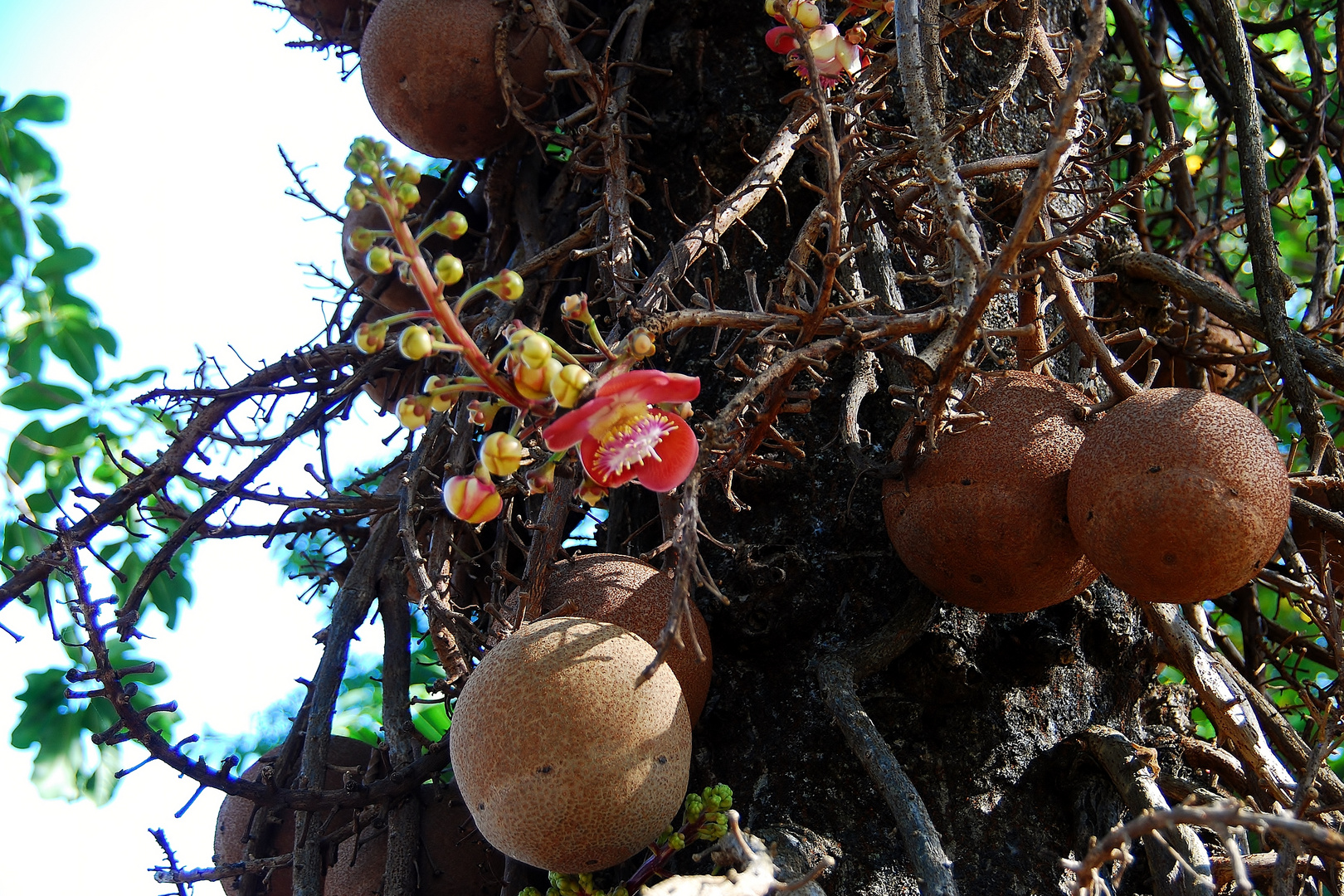 Kanonenkugelbaum