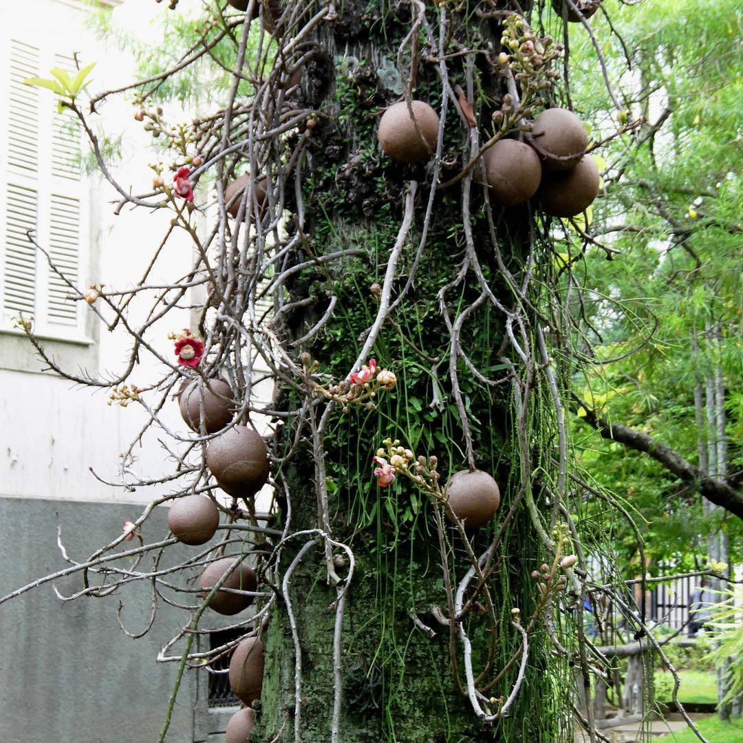 Kanonenkugelbaum