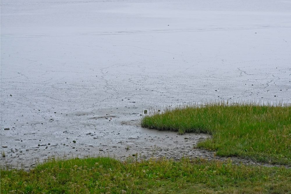 Kante/Grenze des grünen Vorlandes zum regelmäßigen Überflutungsgebiet des Wattenmeeres