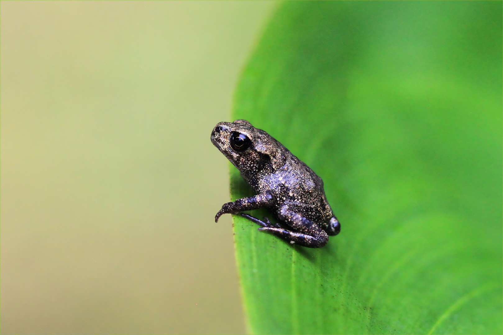 Kantenhocker - junger Frosch auf einem Blatt