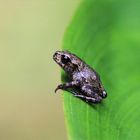 Kantenhocker - junger Frosch auf einem Blatt