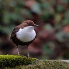 Kantenhocker - Wasseramsel im schlechten Licht