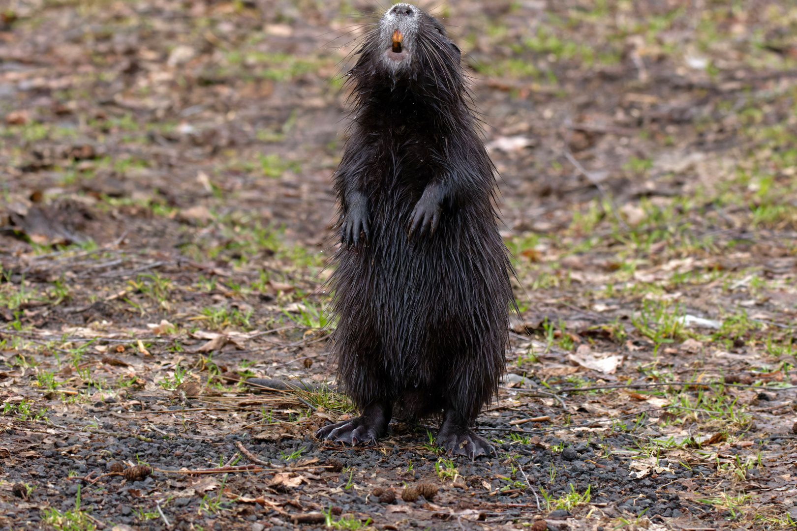 "Kantenstubser"  stehende Nutria (Myocastor coypus)