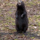 "Kantenstubser"  stehende Nutria (Myocastor coypus)