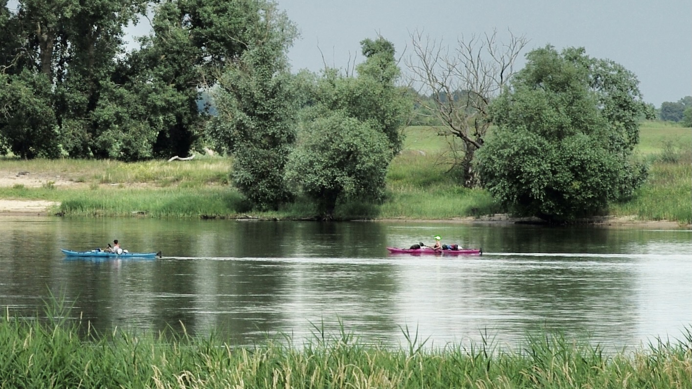 Kanus auf der Elbe