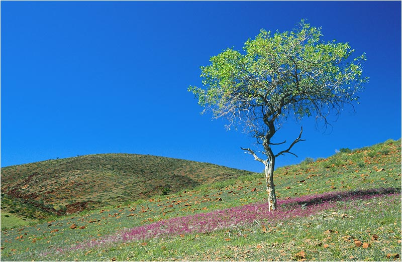 Kaokoveld im Frühlingskleid