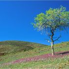 Kaokoveld im Frühlingskleid