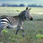 Kap Bergzebra