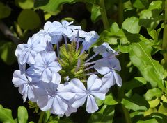 Kap Bleiwurz ( Plumbago auriculata)