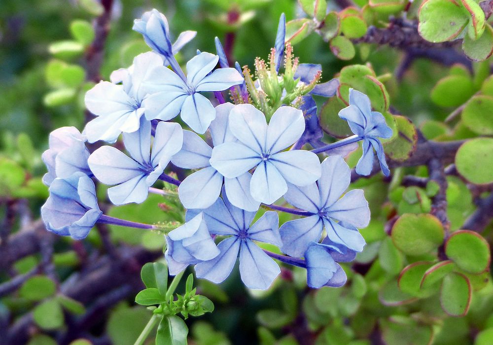 Kap Bleiwurz ( Plumbago auriculata)