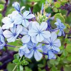 Kap Bleiwurz ( Plumbago auriculata)