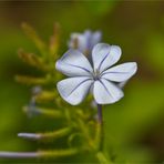 Kap - Bleiwurz (Plumbago auriculata).....