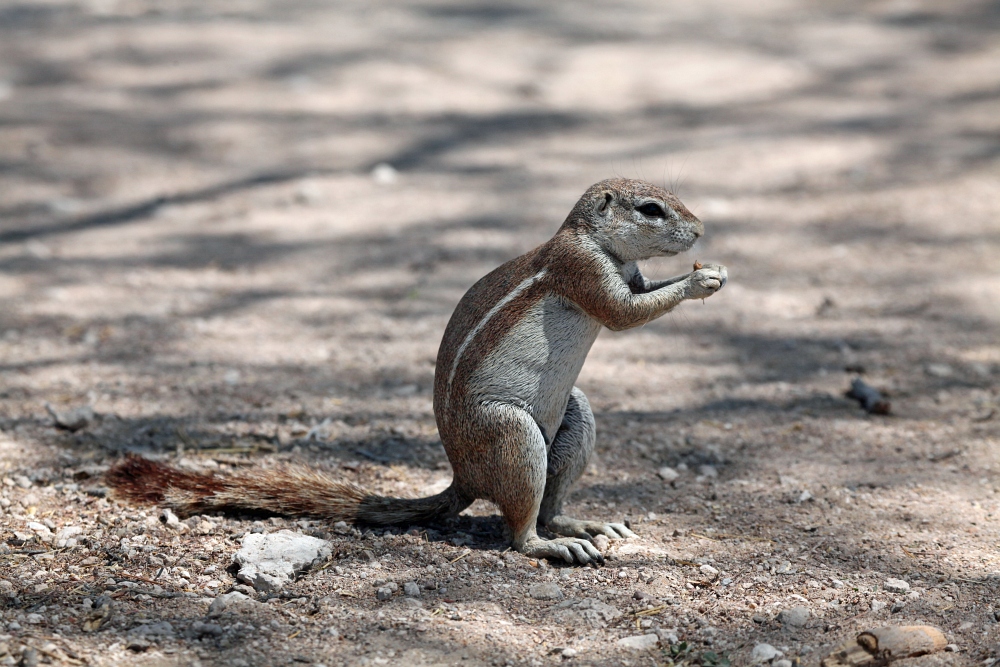 Kap-Borstenhörnchen