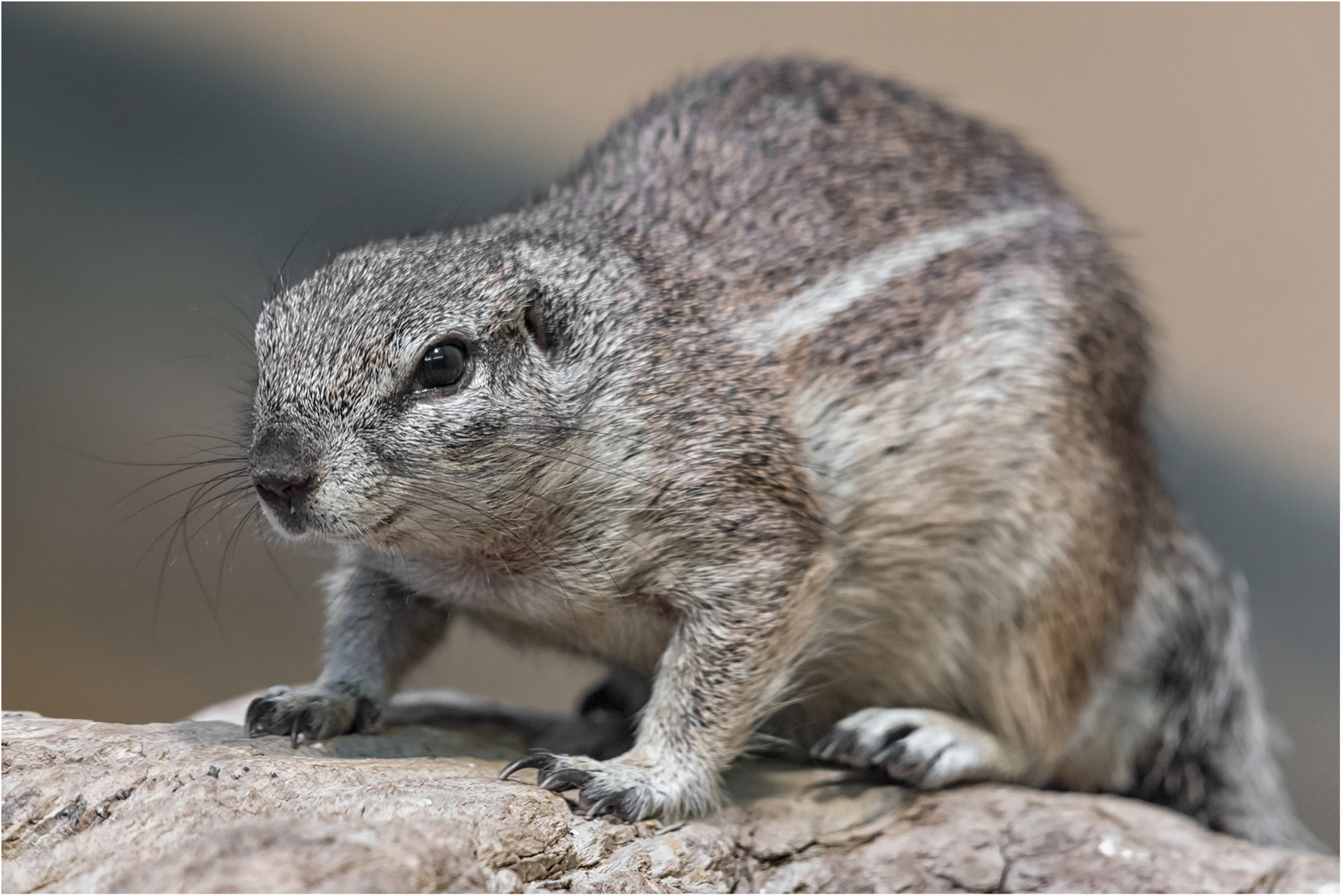 Kap-Borstenhörnchen