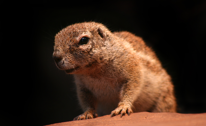 Kap-Borstenhörnchen