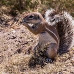 Kap-Borstenhörnchen