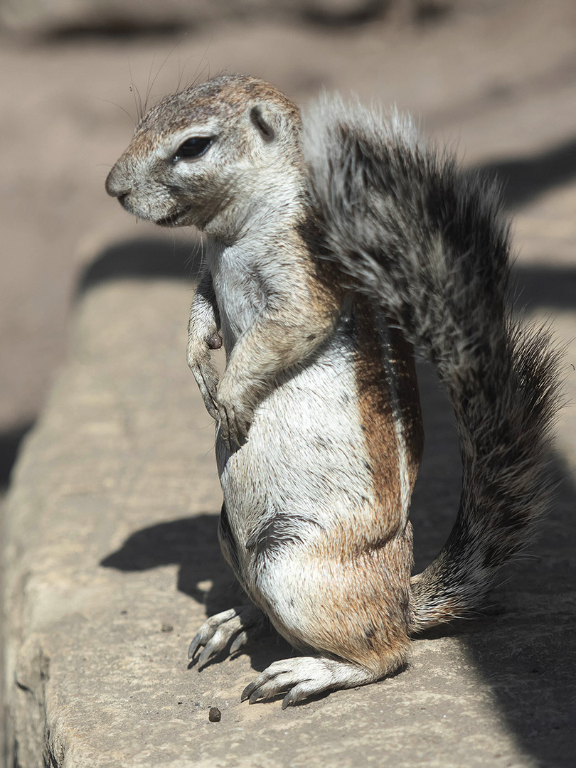 Kap-Borstenhörnchen