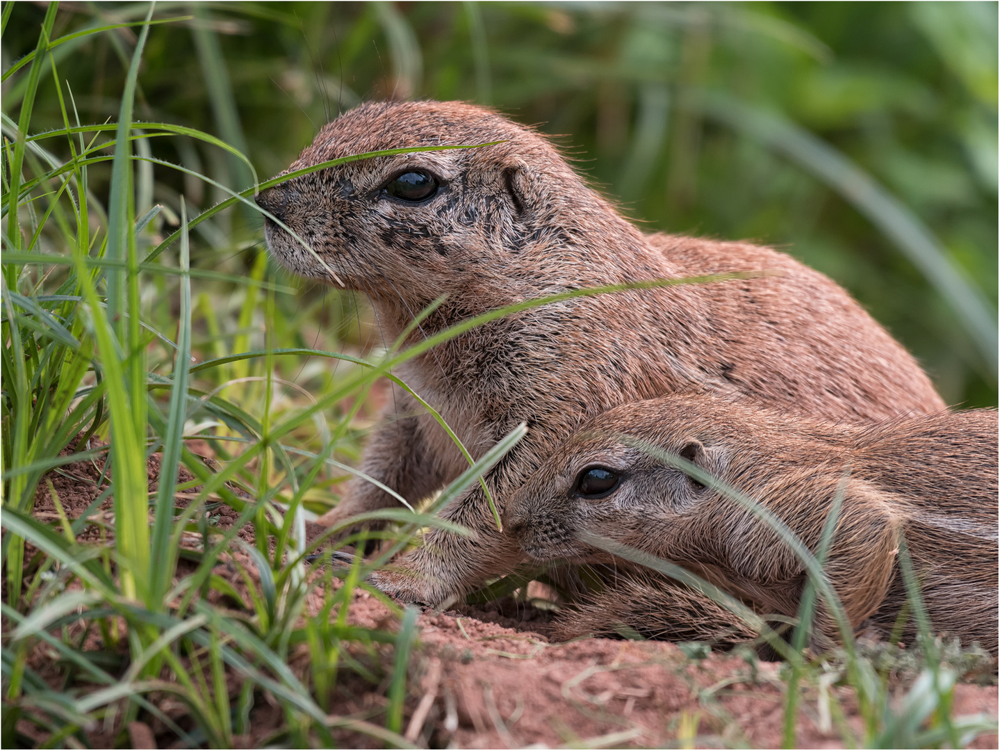 Kap-Borstenhörnchen