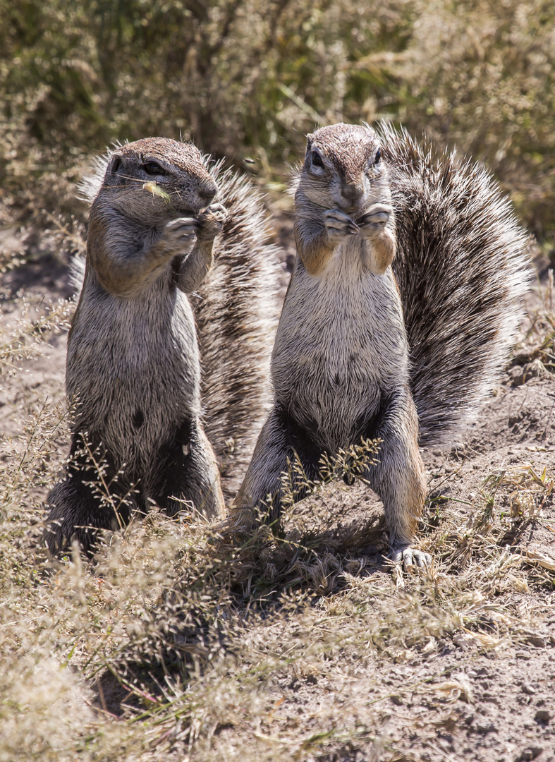 Kap Borstenhörnchen