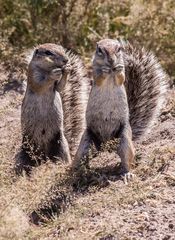 Kap Borstenhörnchen