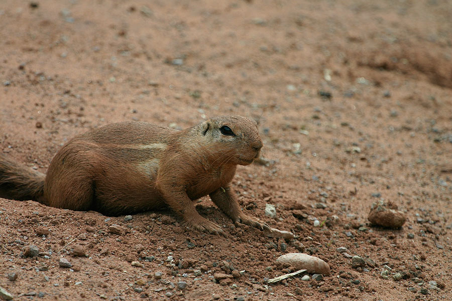 Kap-Borstenhörnchen