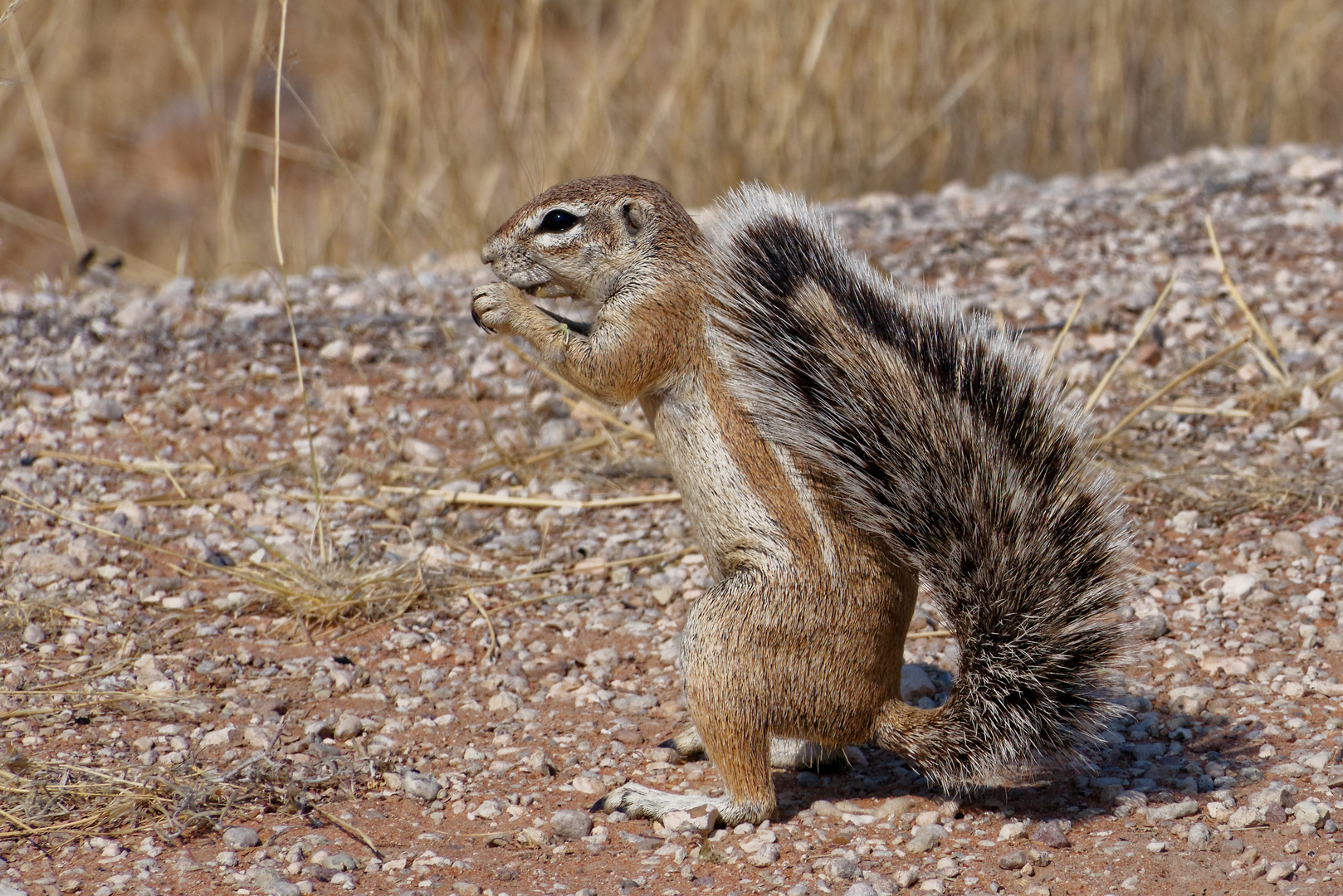 Kap Borstenhörnchen_1