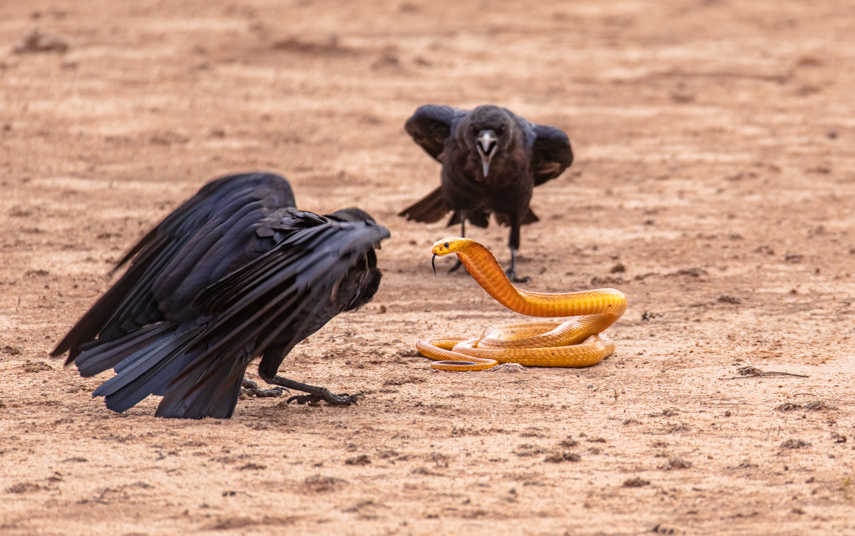 Kap-Cobra im Zwist mit Kolkraben