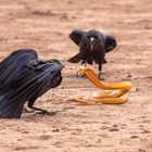 Kap-Cobra im Zwist mit Kolkraben