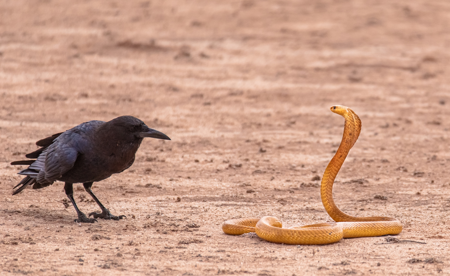 Kap-Cobra im Zwist mit Kolkraben