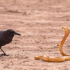 Kap-Cobra im Zwist mit Kolkraben