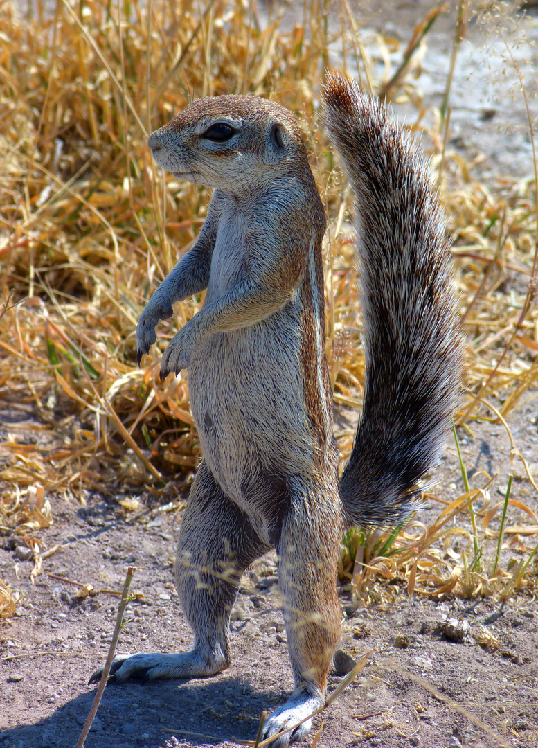 Kap-Erdhörnchen steht Spalier ...