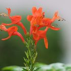 Kap Geißblatt - Cape Honeysuckle (Tecoma capensis)...