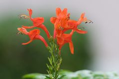 Kap Geißblatt - Cape Honeysuckle (Tecoma capensis)...