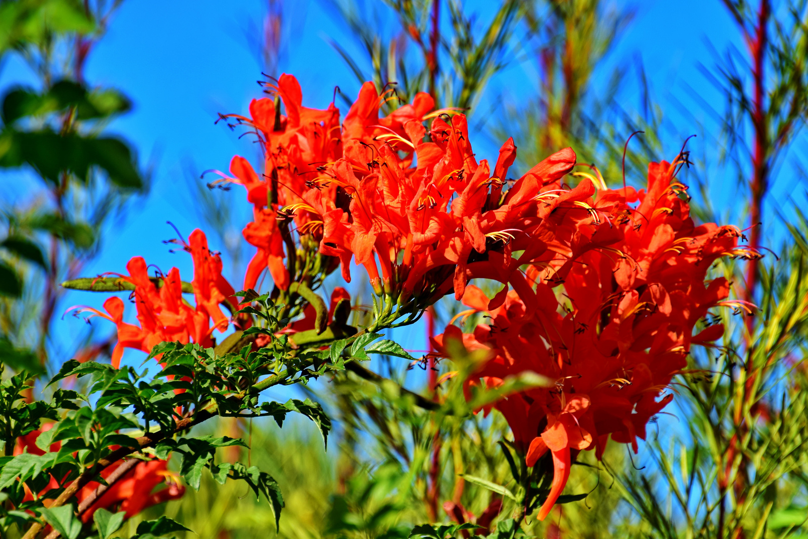 Kap Geißblatt (Tecomaria capensis)