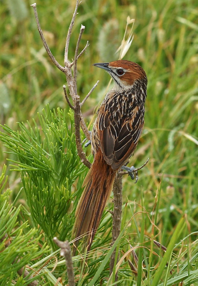 Kap-Grassänger (Sphenoeacus afer)