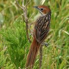 Kap-Grassänger (Sphenoeacus afer)